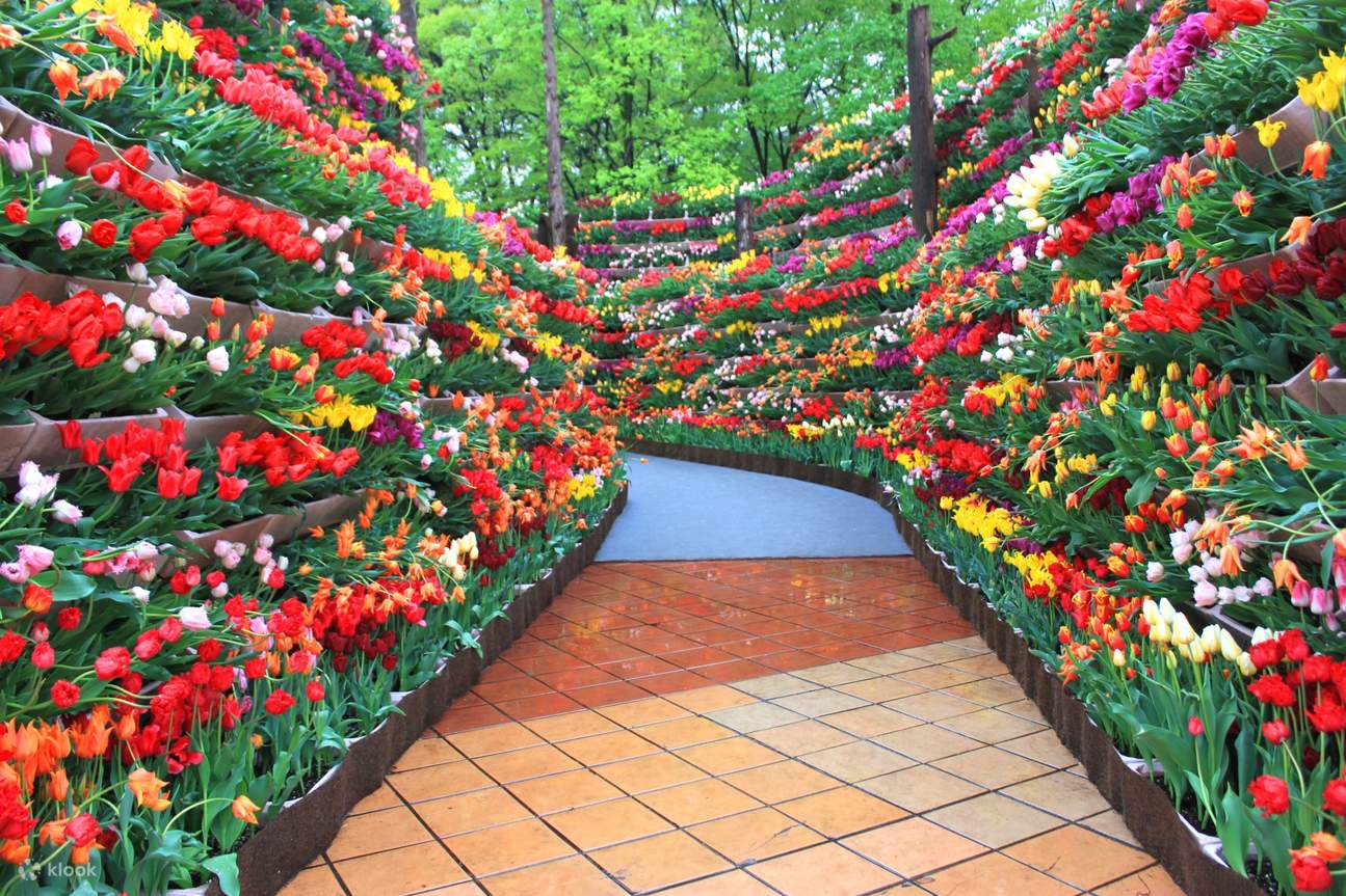[Spring Only] From Kanazawa: Tonami Tulips and UNESCO Gokayama - Klook ...